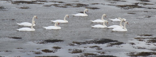 Swans in Galway Bay